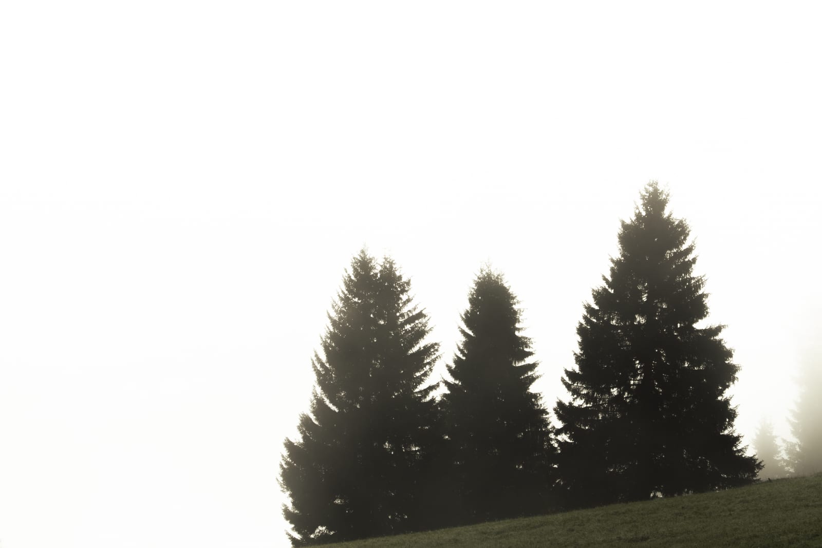 Three firs on a ridge, in the fog. Photograph by Luca Canins.
