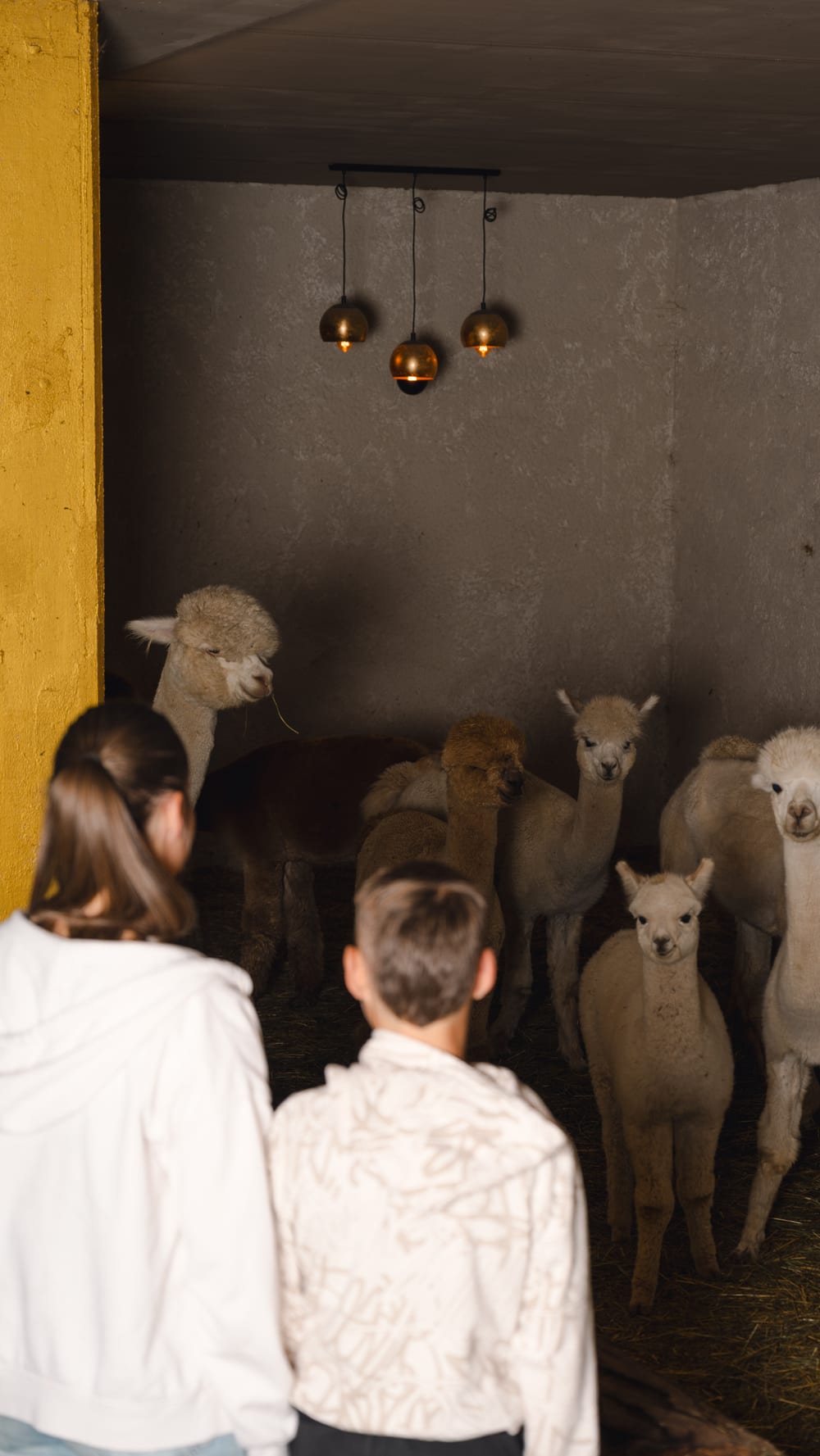 Two people, seen from behind, watch the alpacas in Planat’s stable in San Cassiano. Photograph by Luca Canins.